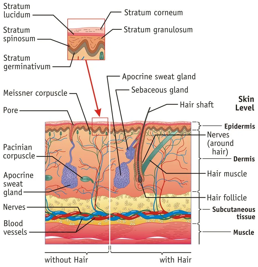 Labeled Diagram Of Integumentary System Integumentary System