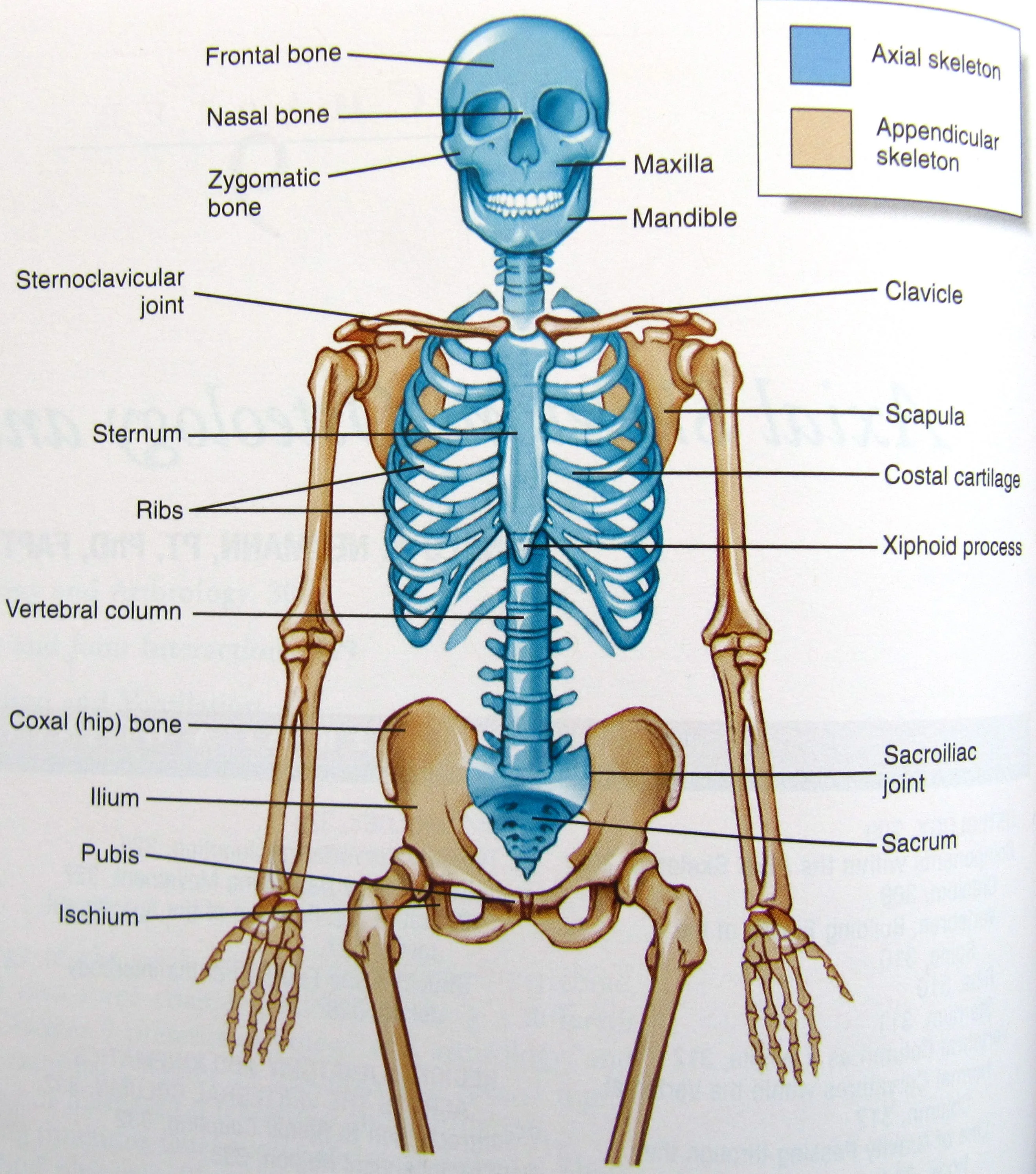 Labeled Diagram Of The Human Skeleton Skeletal Labeled Umano