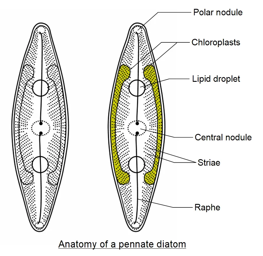 Labeled Diagram What Is It At Carolyn Redington Blog