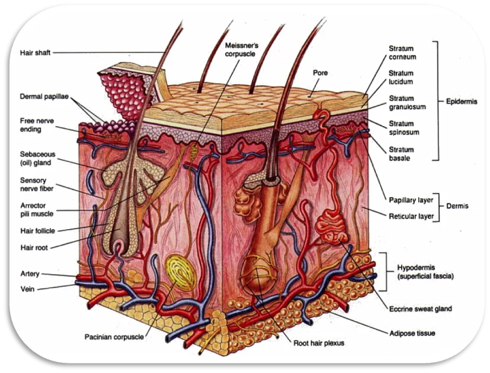 Labeled Integumentary System Diagram