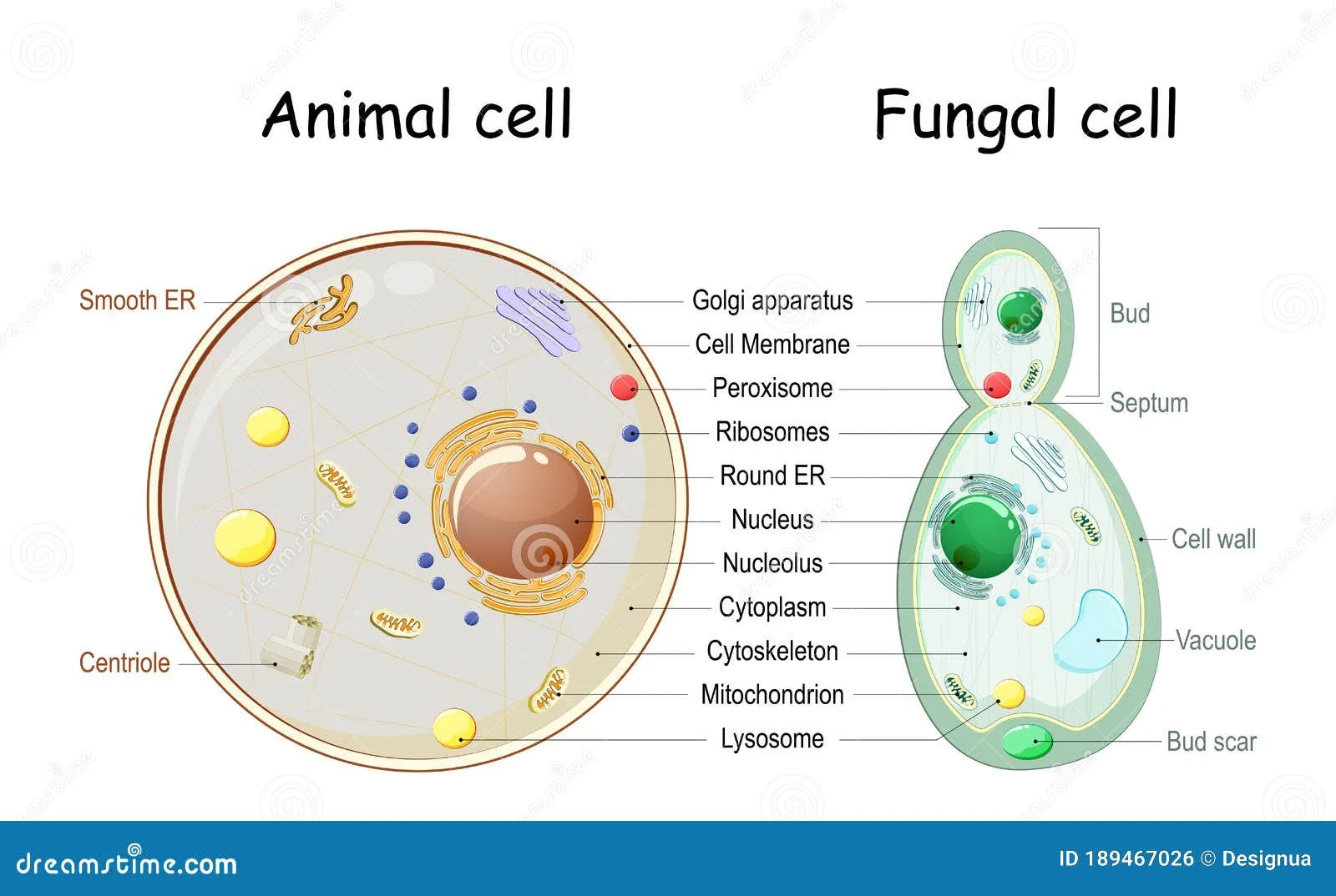 Labelled Diagram Of A Fungal Cell
