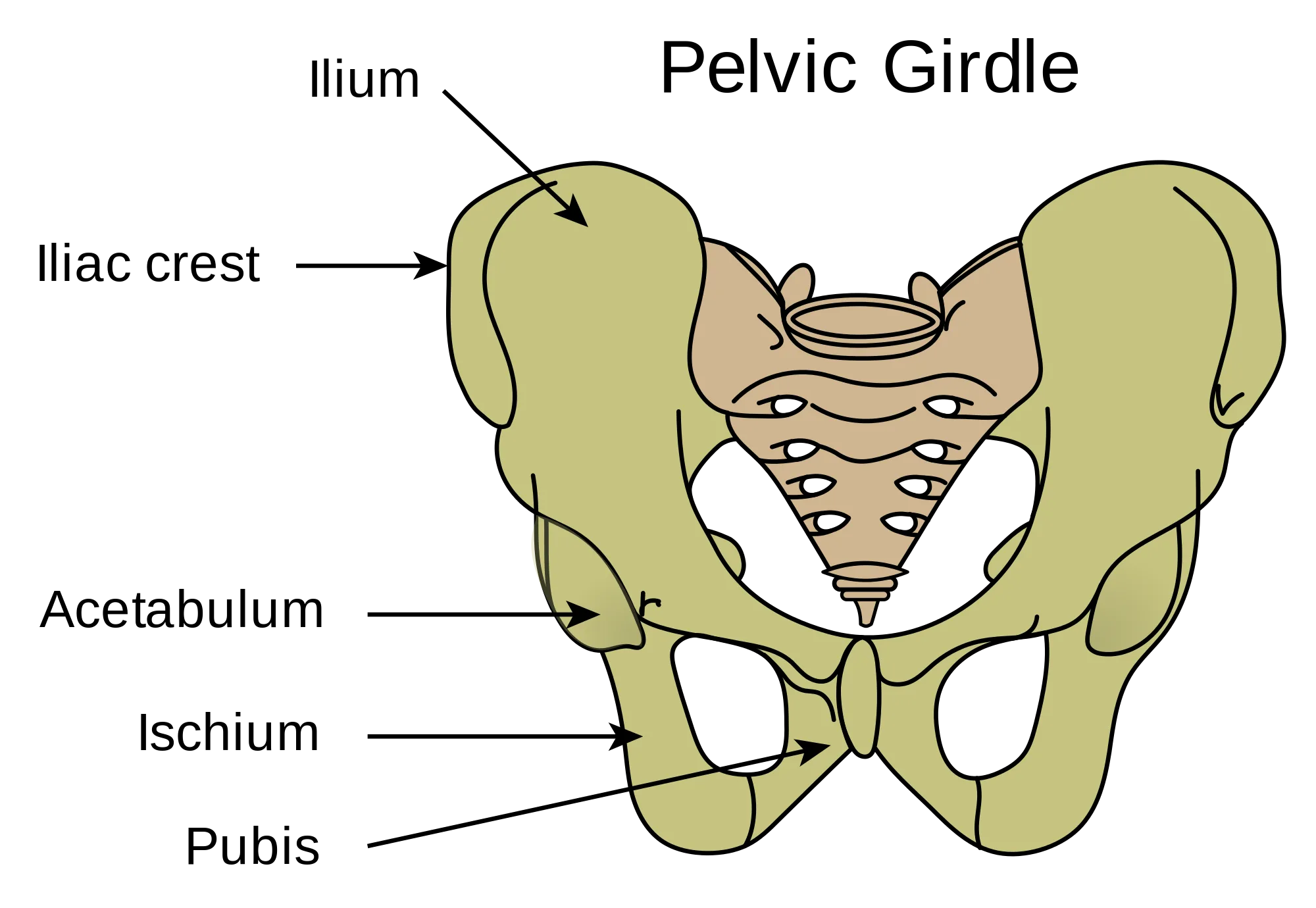 Labelled Diagram Of The Pelvis