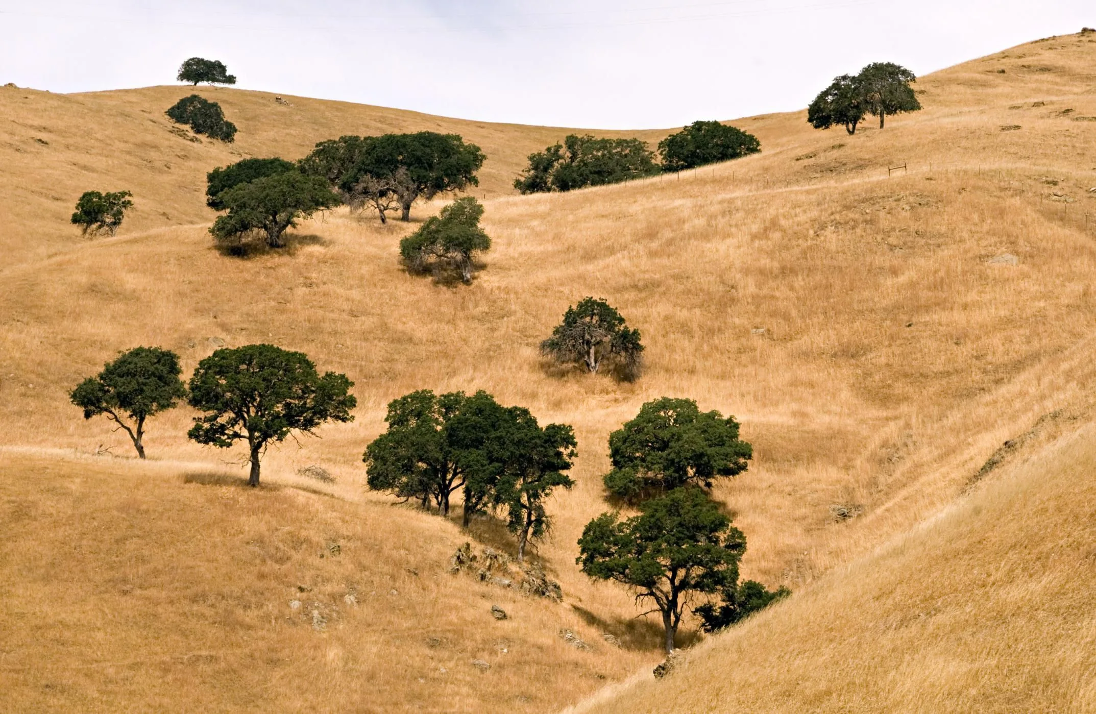 Land Biomes Chaparrals