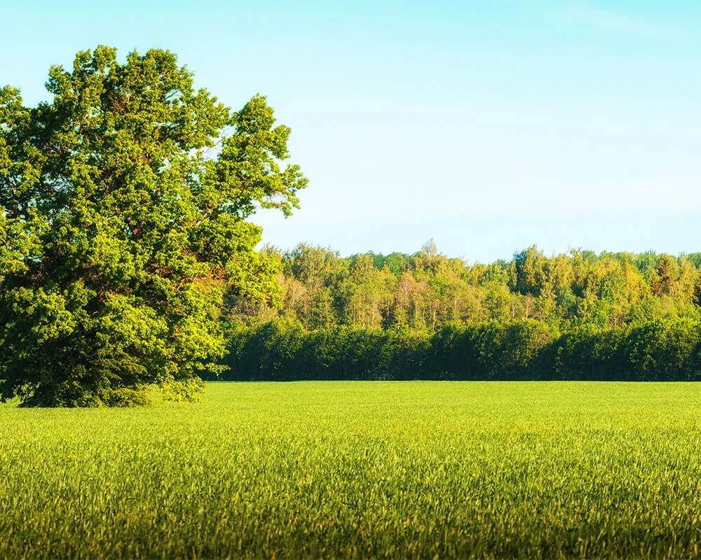 Land Real Estate Land For Sale
