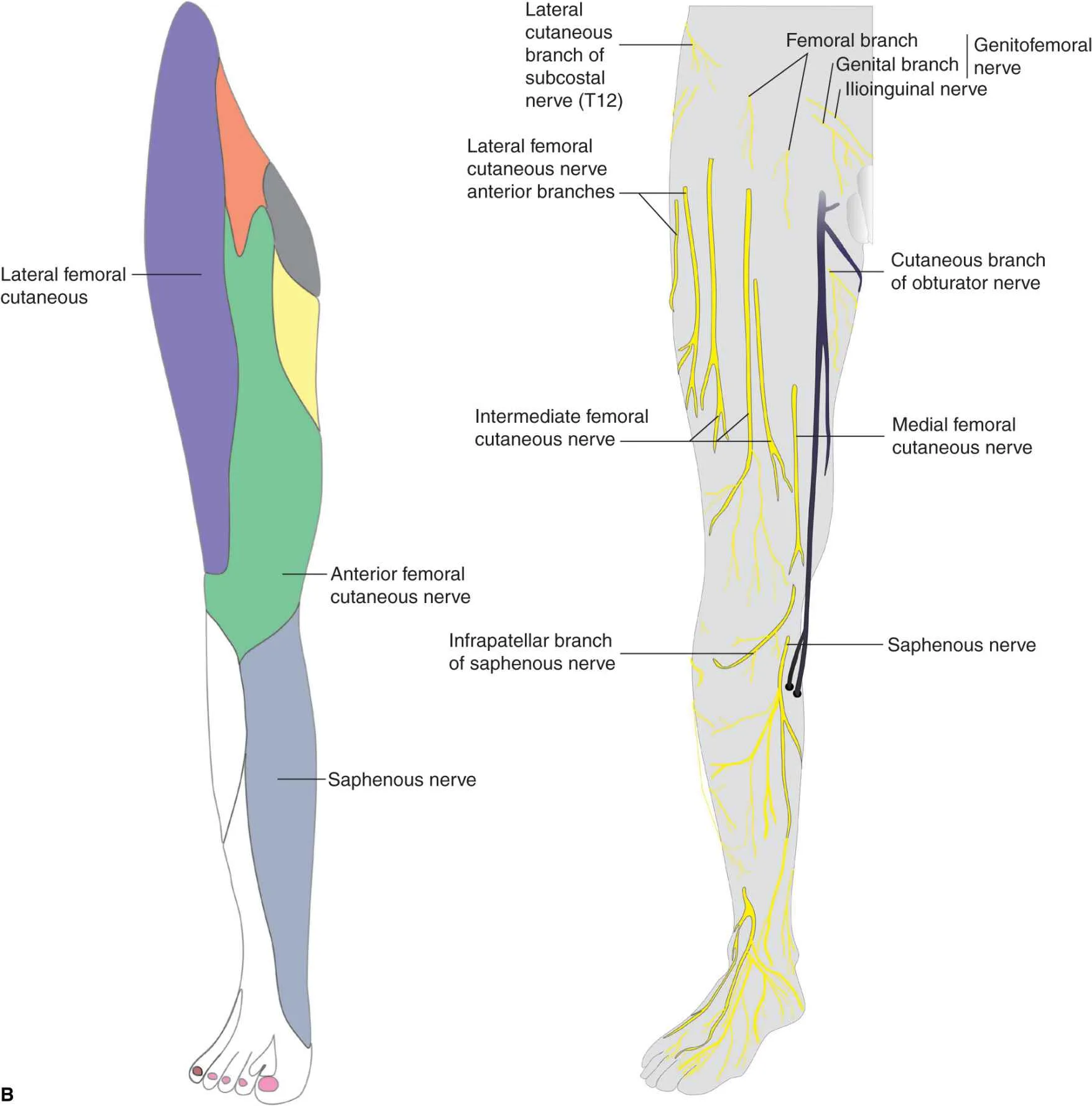 Lateral Femoral Cutaneous Nerve Anatomy Function Diagram H