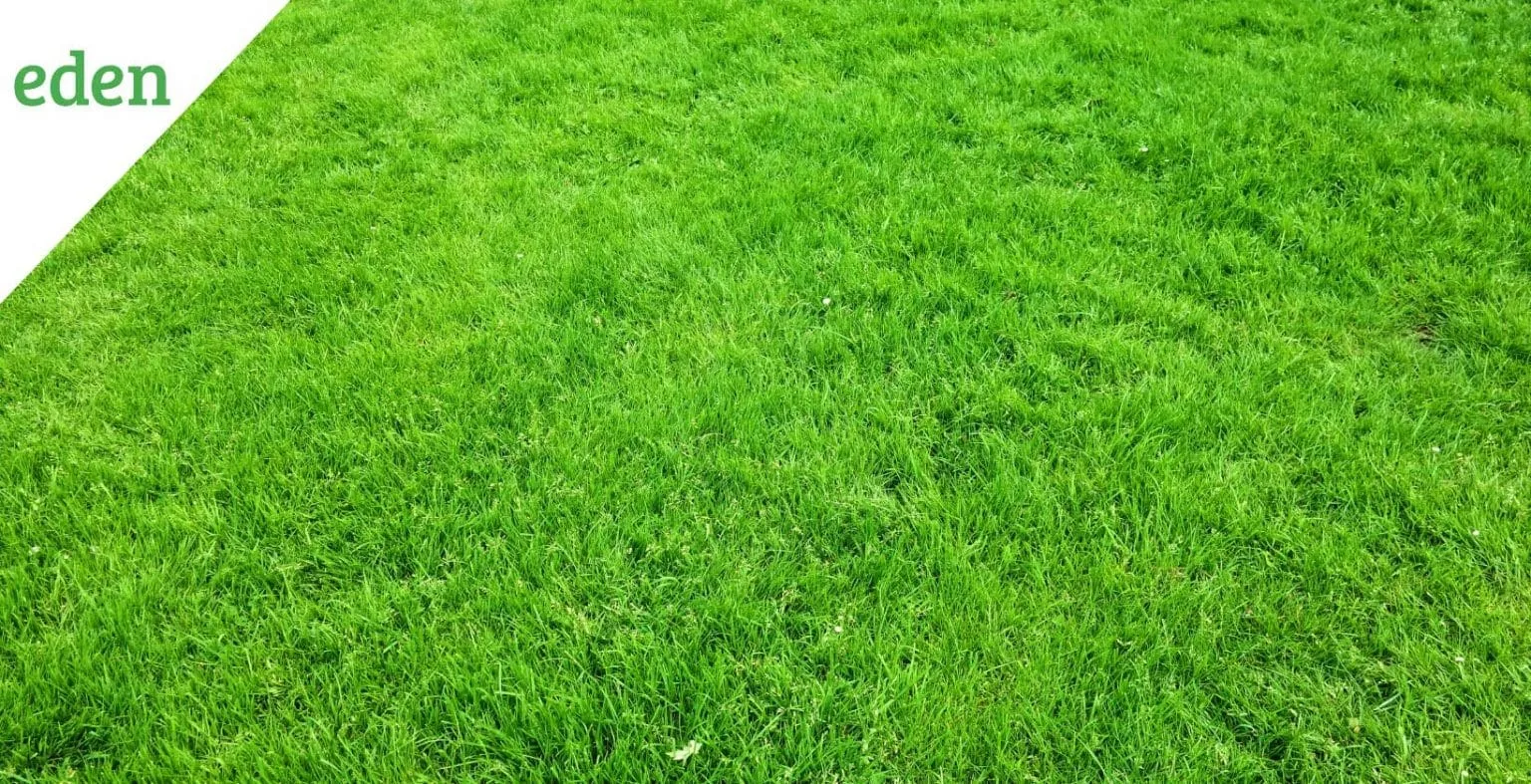 Lawn Definition Types And Differences Eden Lawn Care And Snow Removal