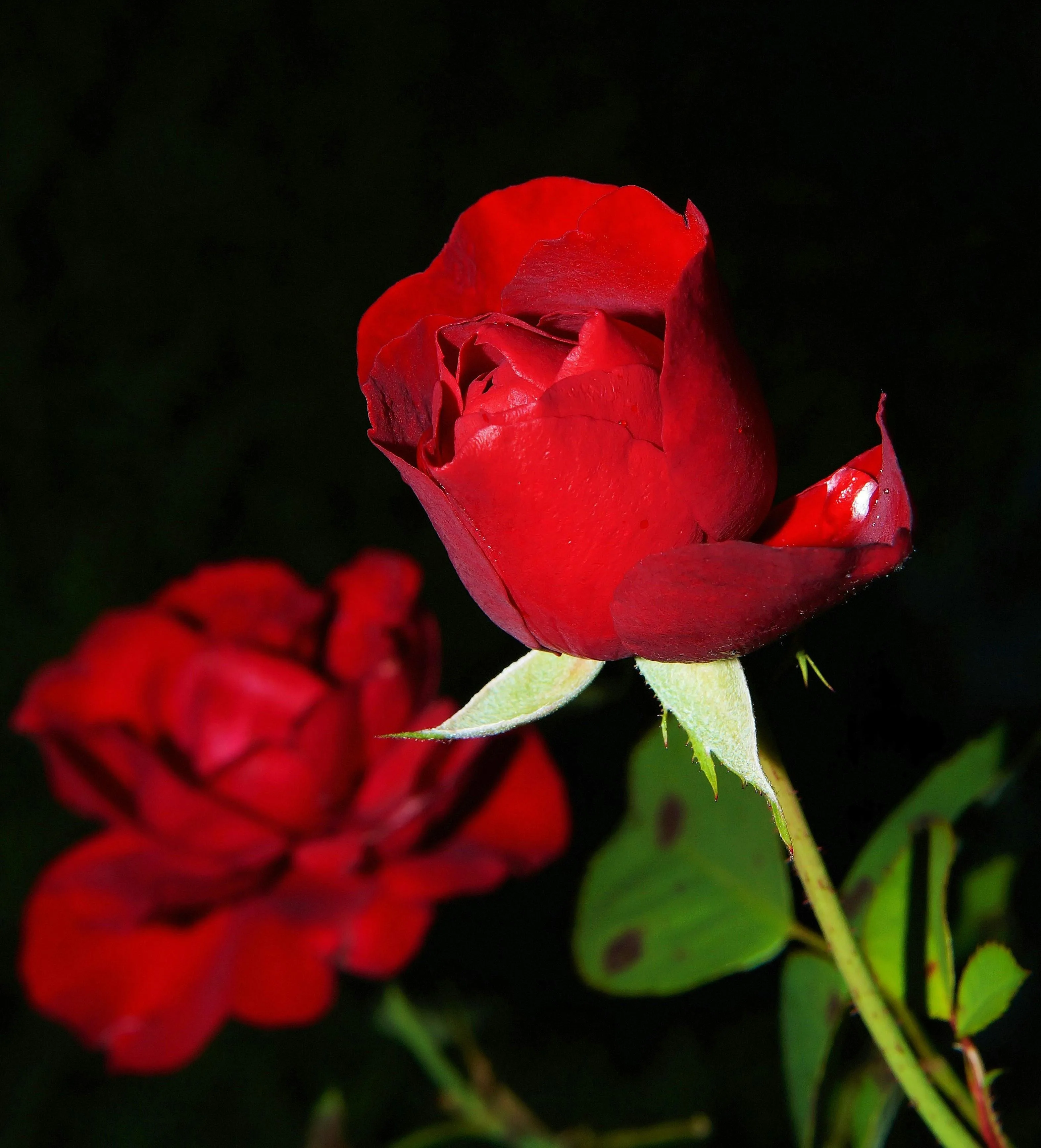 Le 400 000 Migliori Foto Di Rosa Rossa Download Gratuito Al 100 Foto Di Archivio Pexels