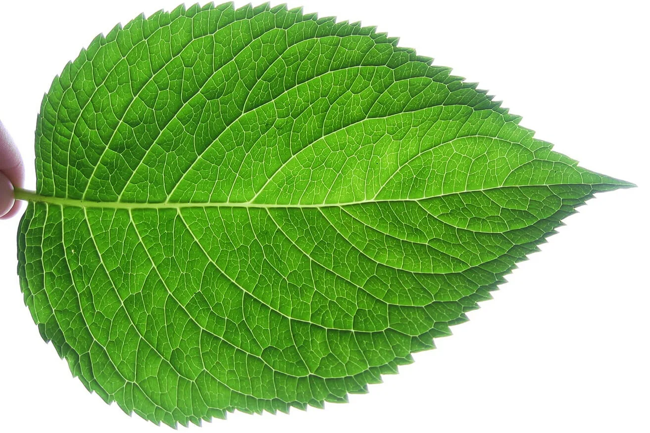 Leaf Area How Why Measuring Leaf Area Is Vital To Plant Research Cid Bio Science