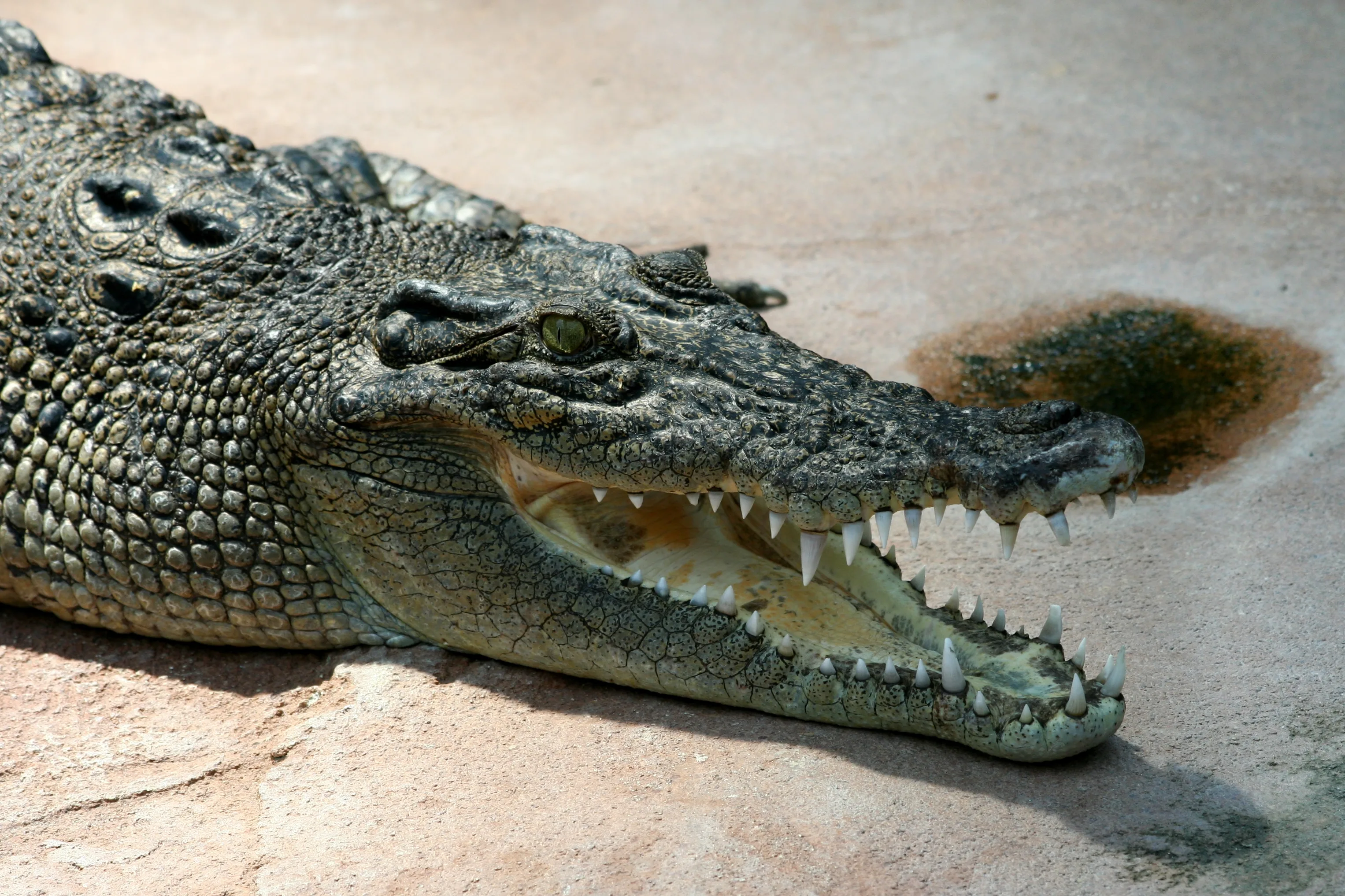 Leistenkrokodil