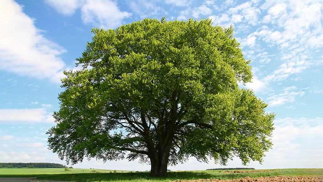 Let S Learn About Trees Science News For Students