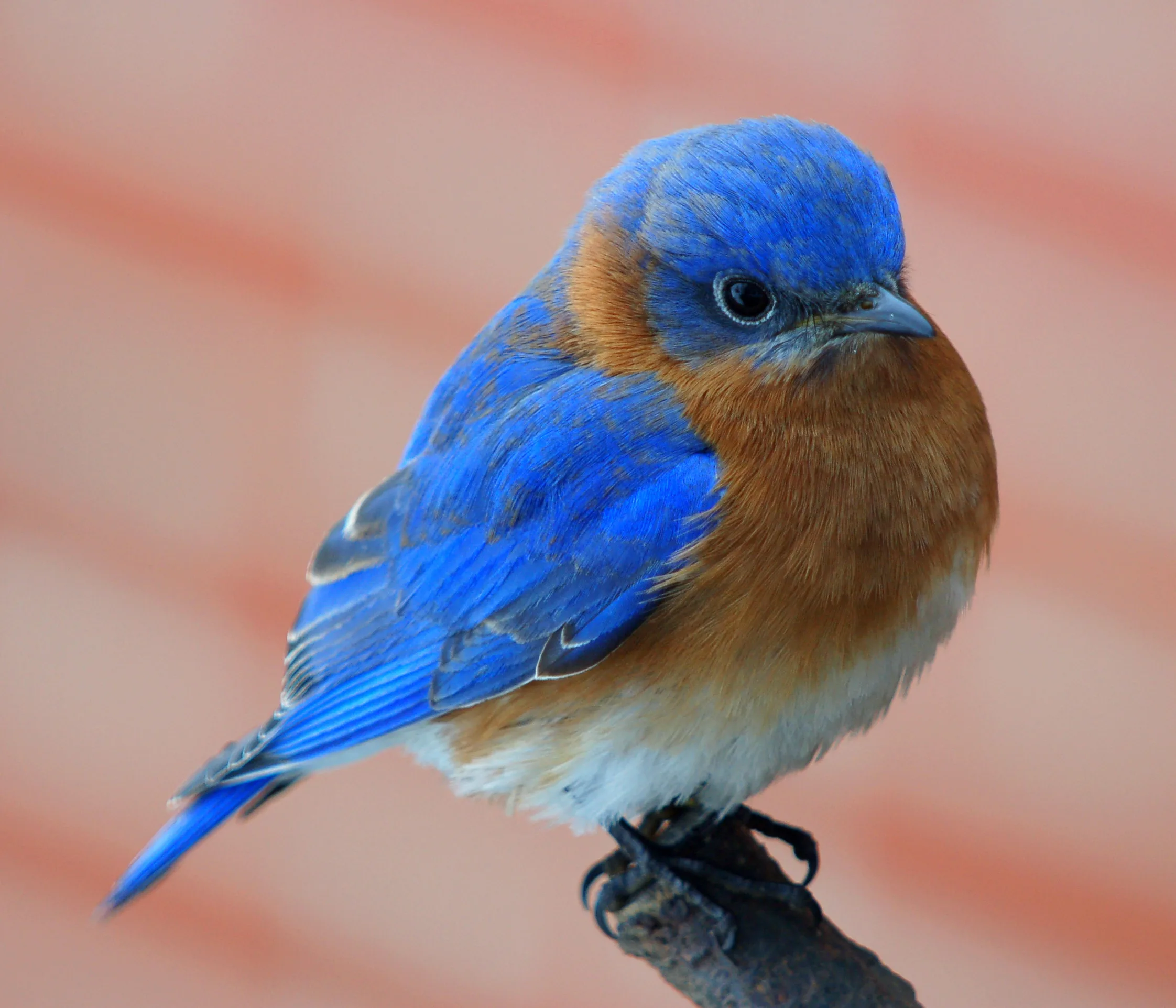 Lets Keep Those Ohio Bluebirds Flying By Blue Bird Pete Williams Alice Williams Experienced
