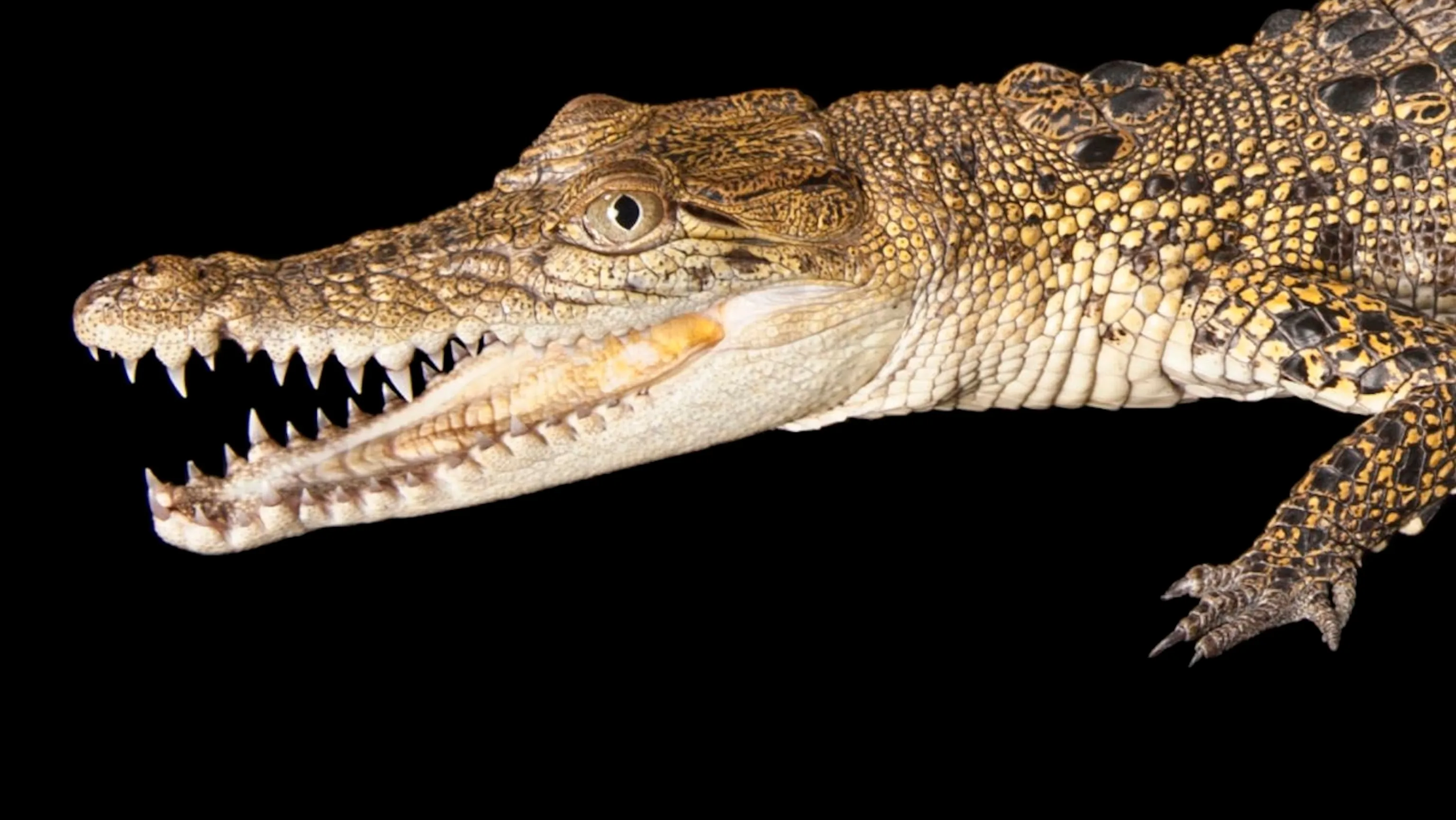 Life Cycle Of A Crocodile