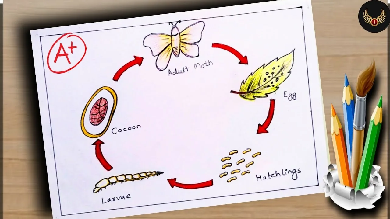 Life Cycle Of Silk Worm Diagram Drawing Science Project 49 Off