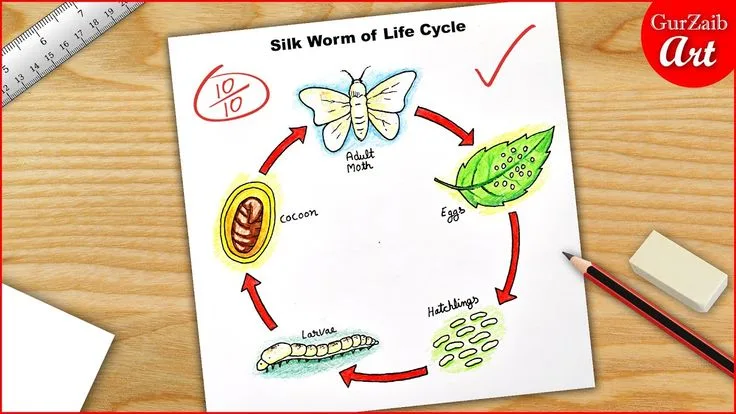 Life Cycle Of Silk Worm Diagram Drawing Science Project Poster Chart Easy Science Projects