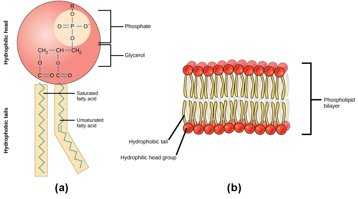 Lipids Biology For Non Majors I