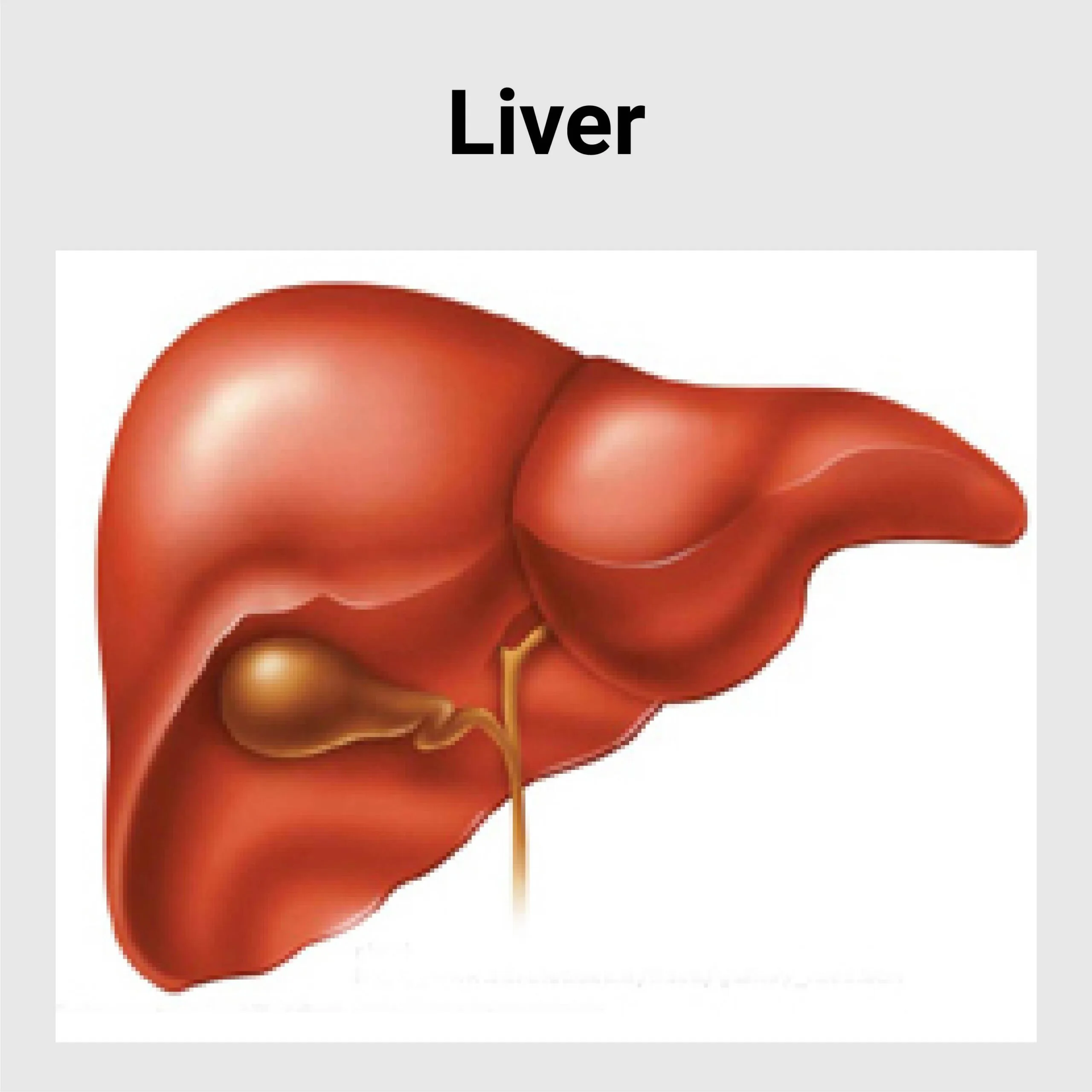 Liver Disease Best Gastroenterology Hospital In India