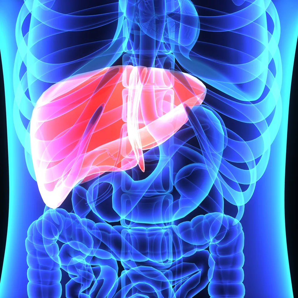 Liver Transplant Jefferson Health