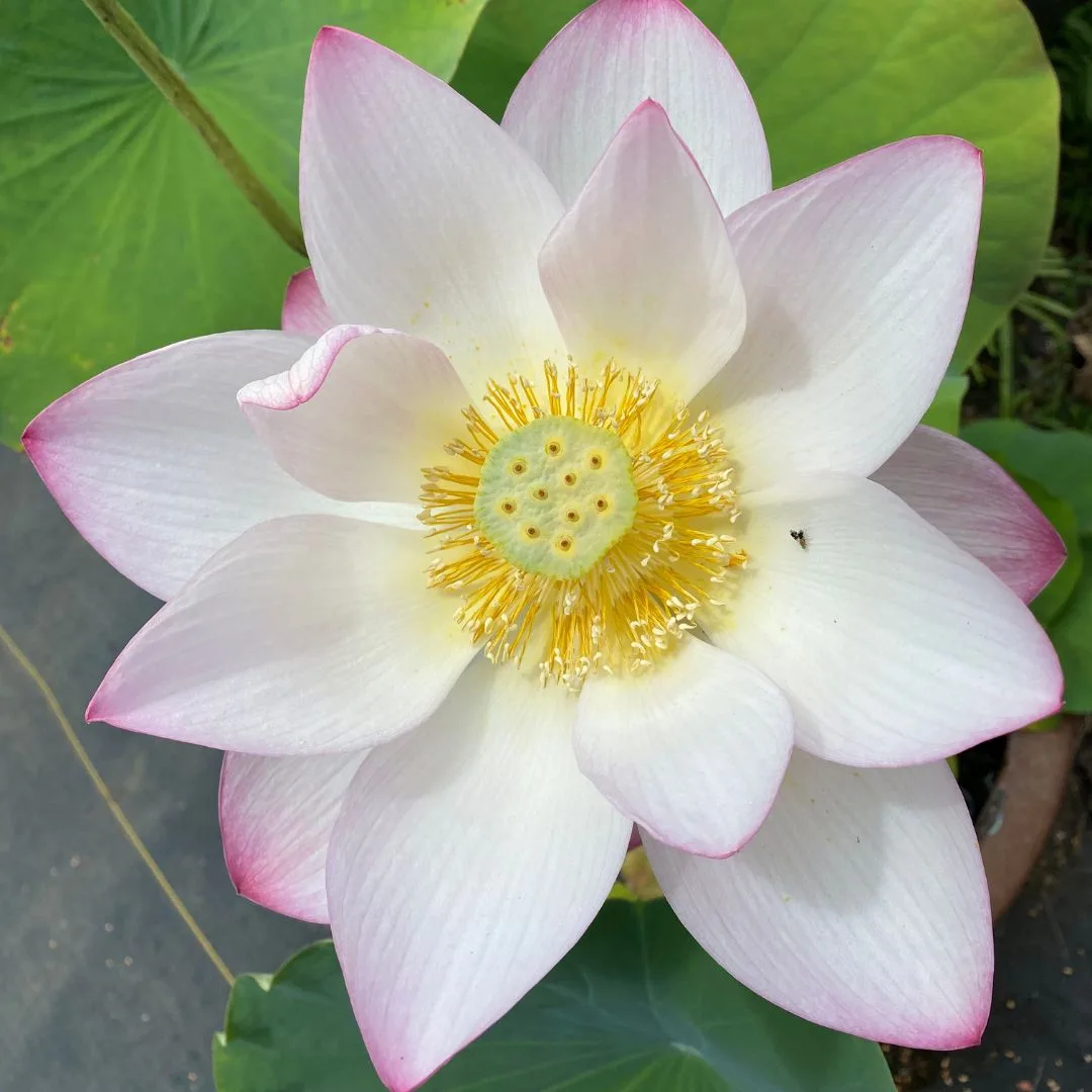 Lotus Bloom Garden Ponds Nursery