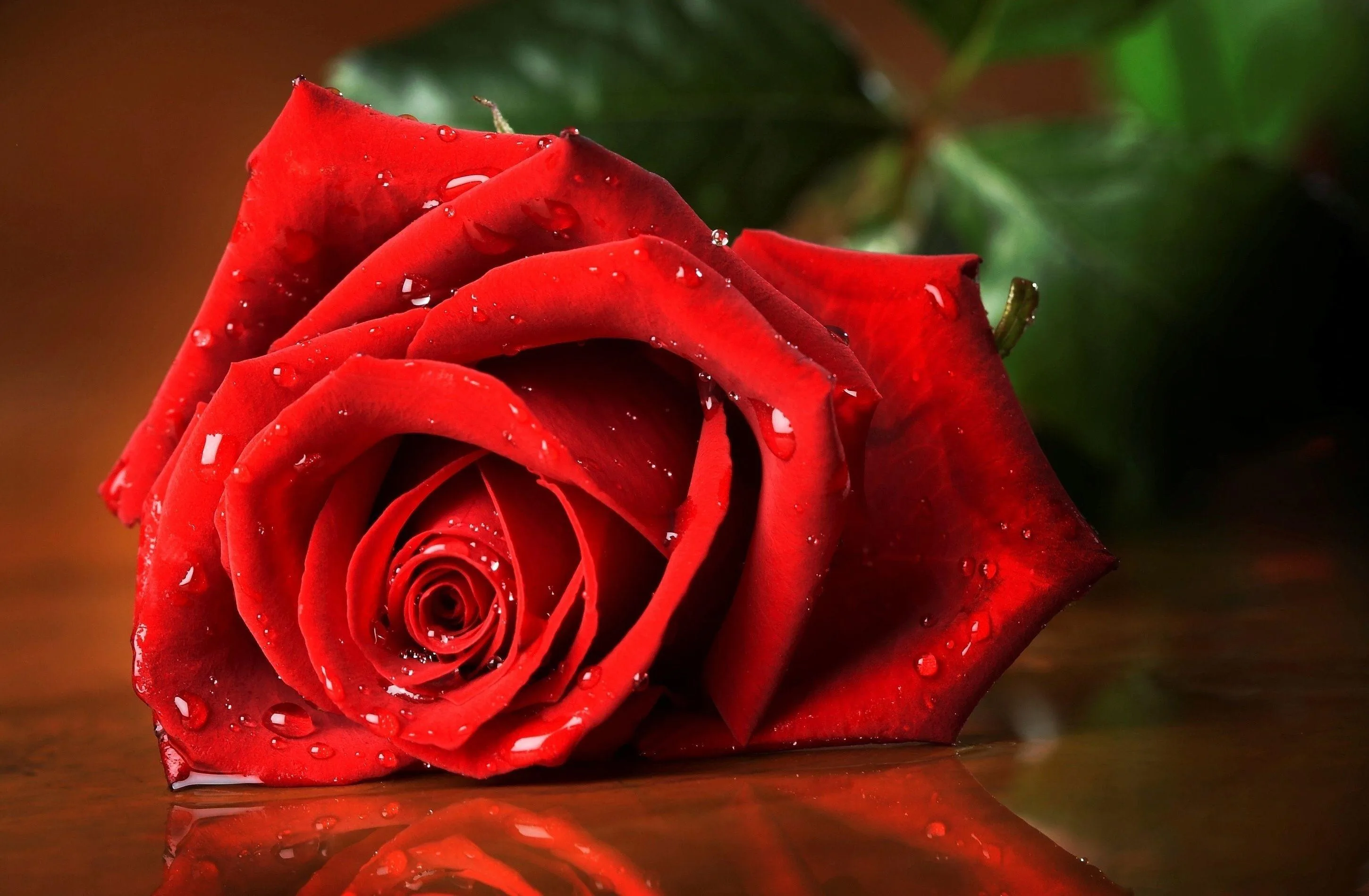 Love Rose Wallpapers Top Những Hình Ảnh Đẹp