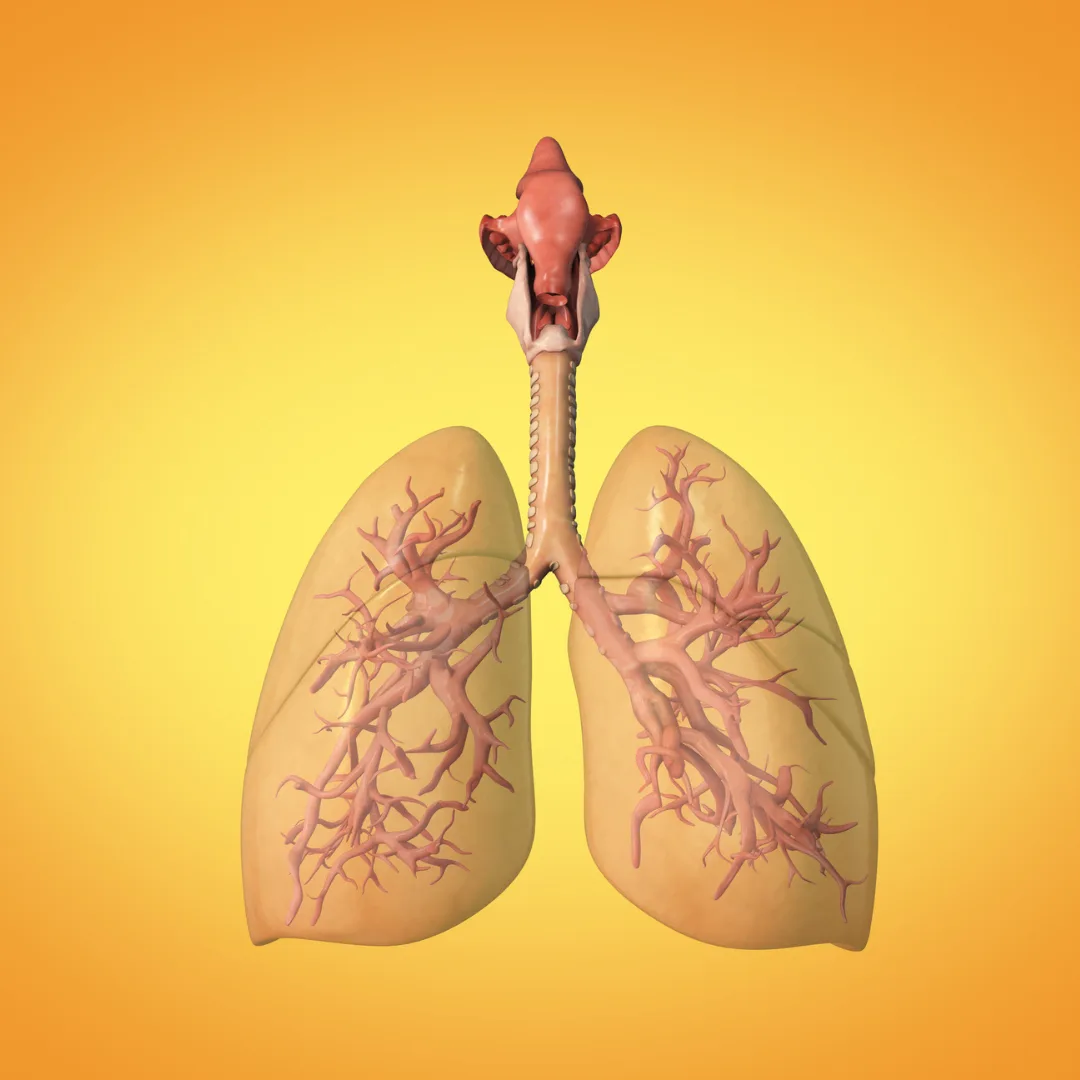 Lung Cancer In Non Smokers A Silent Killer