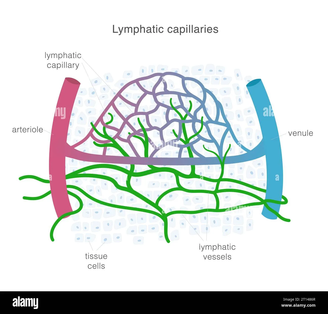 Lymphatic Vessel Diagram