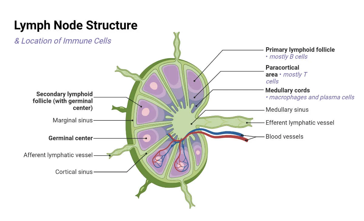 Lymphatic Vessel Diagram