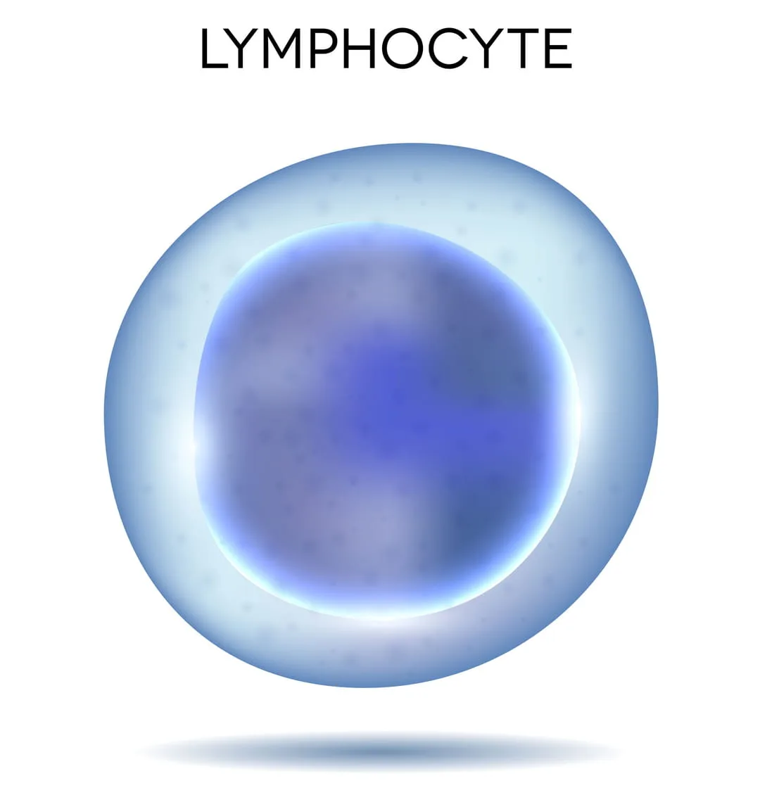 Lymphocytes Bas Élevés Définition Causes Et Examen