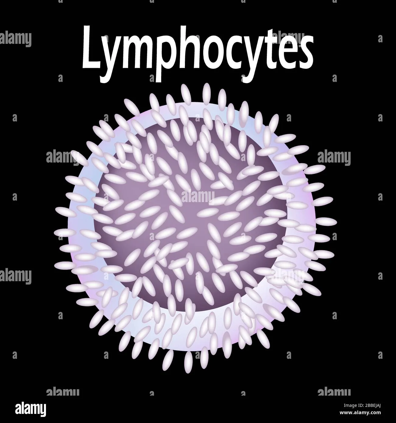Lymphocytes Cell Diagram White Blood Cell Types Labeled Examples