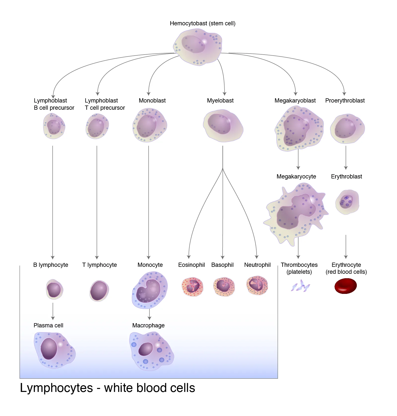 Lymphocytes Cell Diagram White Blood Cell Types Labeled Examples