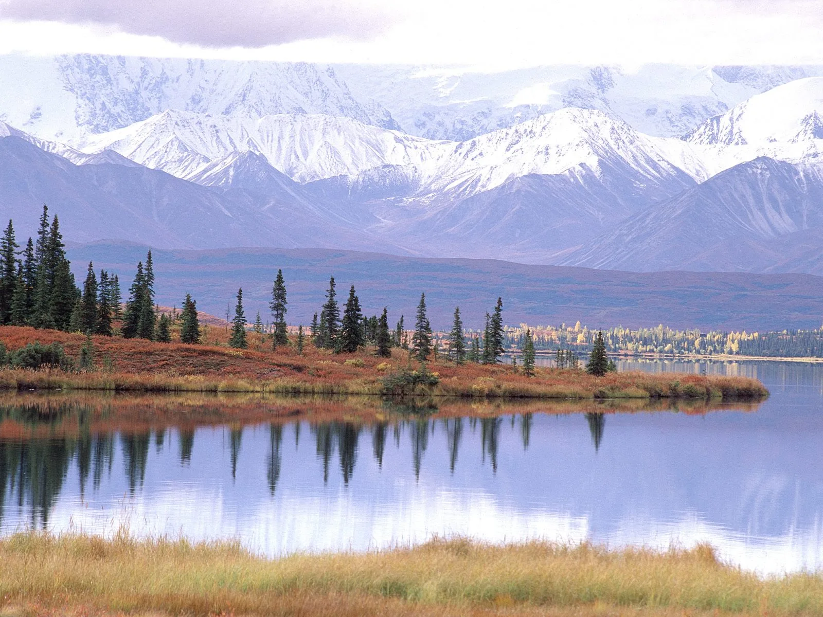 Maccused All About Tundra Biome