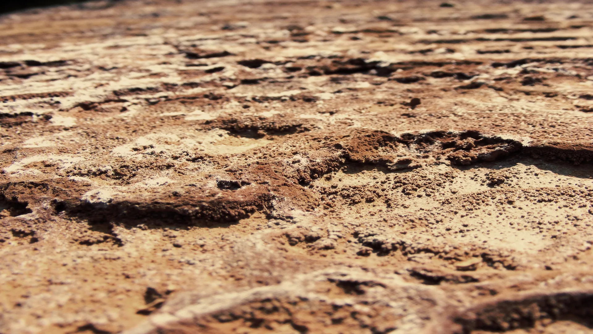 Macro Ground By Hcsaszy On Deviantart