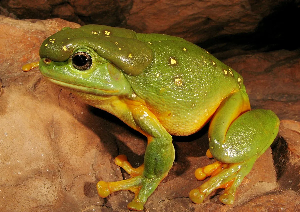 Magnificent Tree Frog Wikipedia