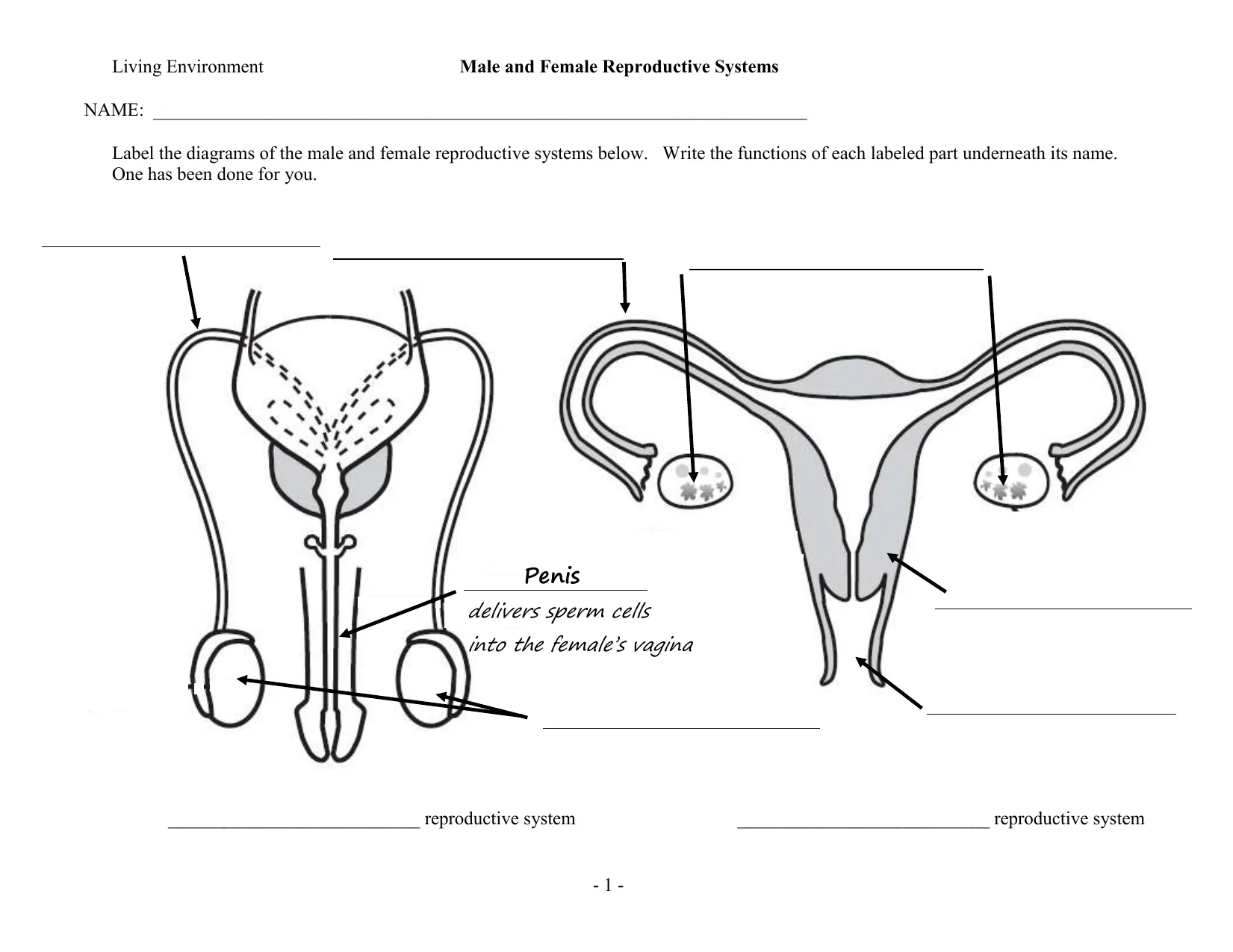 Male And Female Reproductive System Diagram Quiz Parts Of Ma