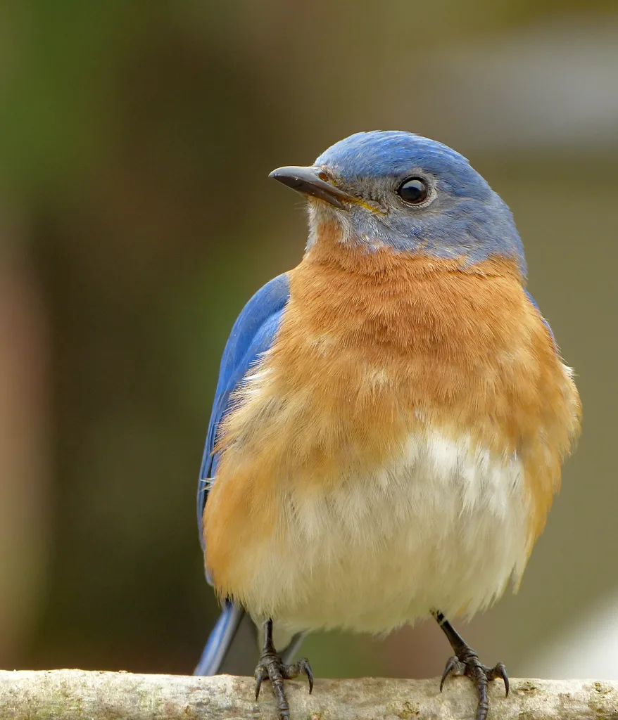 Male Eastern Bluebird