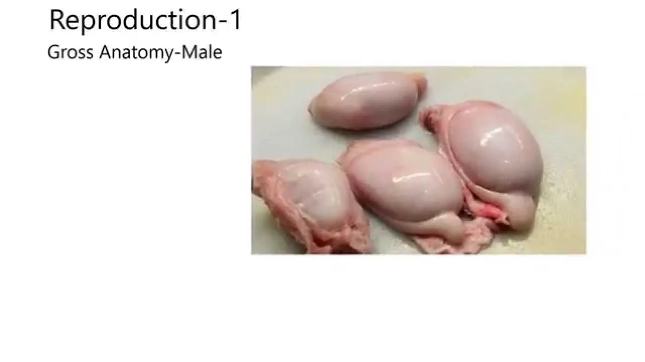 Male Horse Reproductive System Diagram