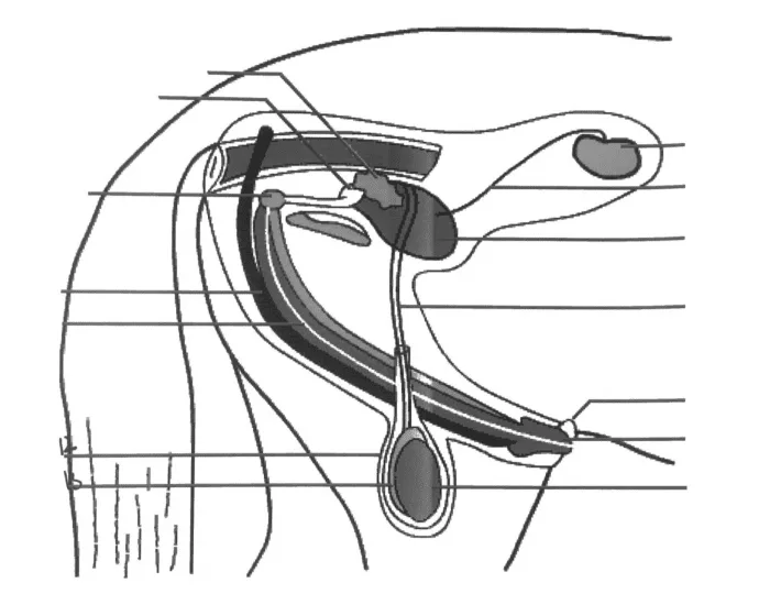 Male Horse Reproductive System Diagram