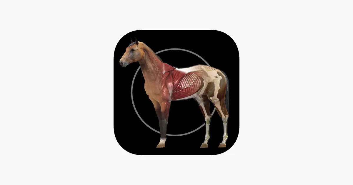 Male Horse Reproductive System Diagram