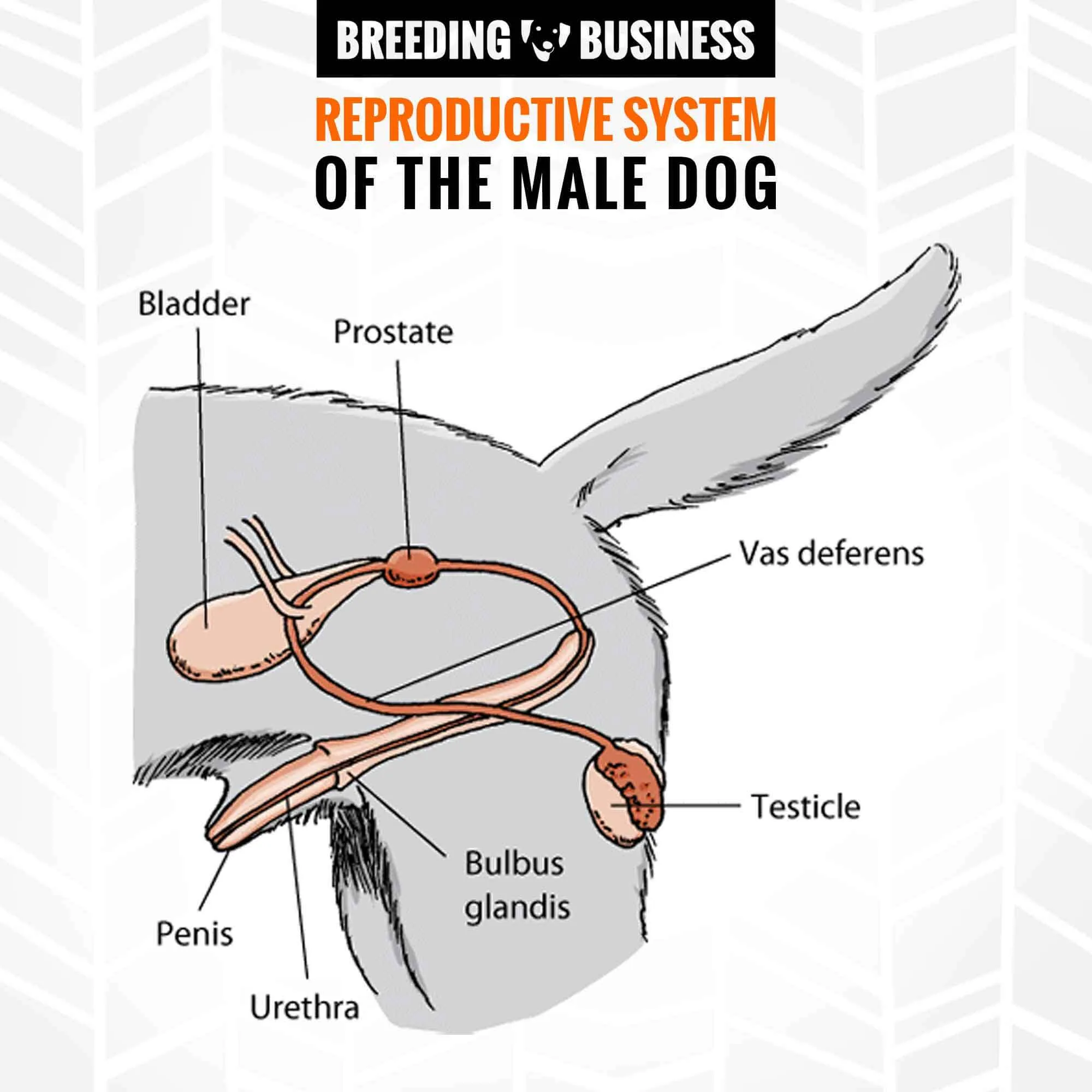 Male Horse Reproductive System Diagram Male Horse Reproducti