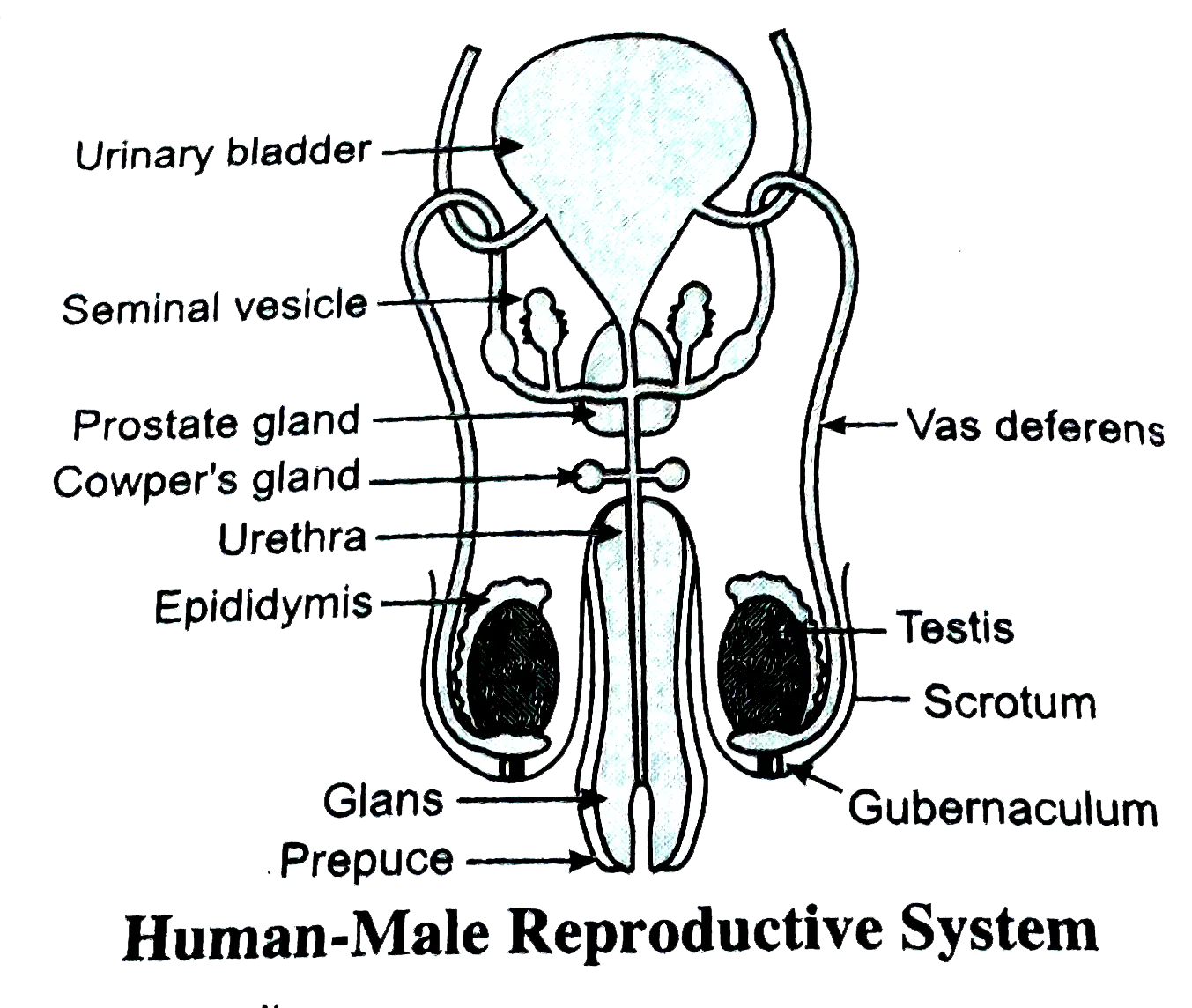 Male Reproductive System Diagram Labeled