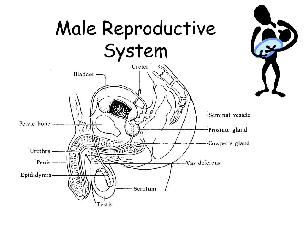 Male Reproductive System Diagram Quiz