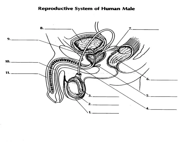 Male Reproductive System Diagram Quiz