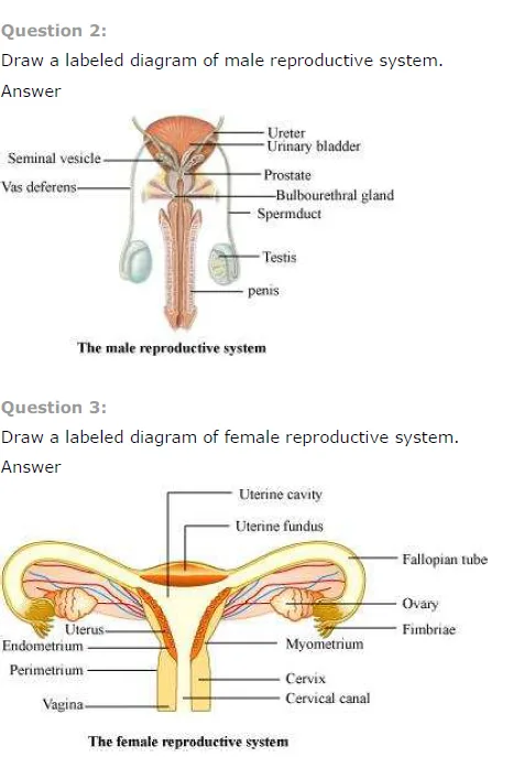 Male Reproductive System Diagram Quiz