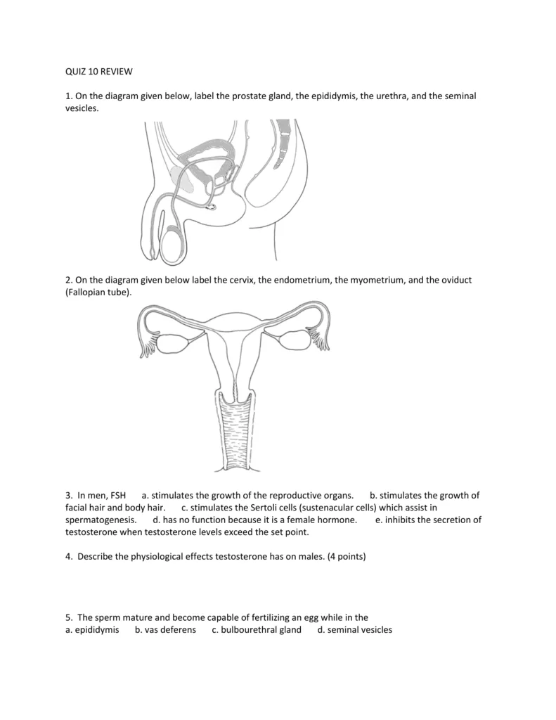 Male Reproductive System Diagram Quiz