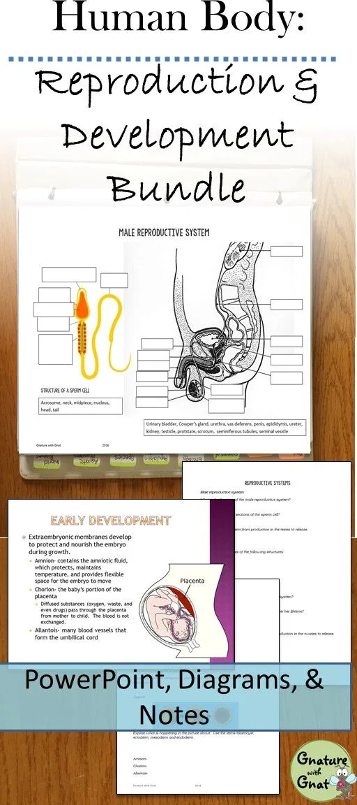 Male Reproductive System Diagram Quiz Wiring Site Resource
