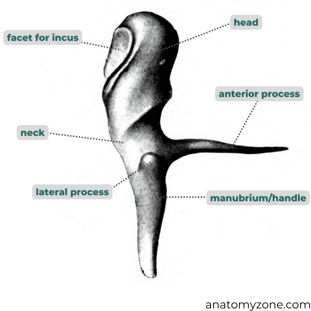 Manubrium Ear