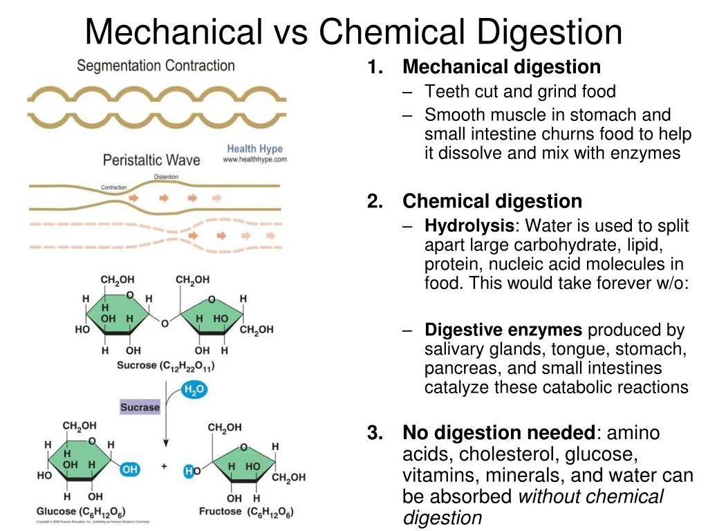 Mechanical And Chemical Digestion Venn Diagram Mechanical