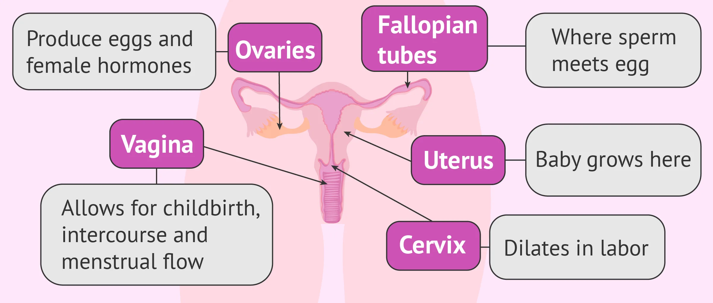 Medical Diagram Of Female Reproductive System Male Female Re