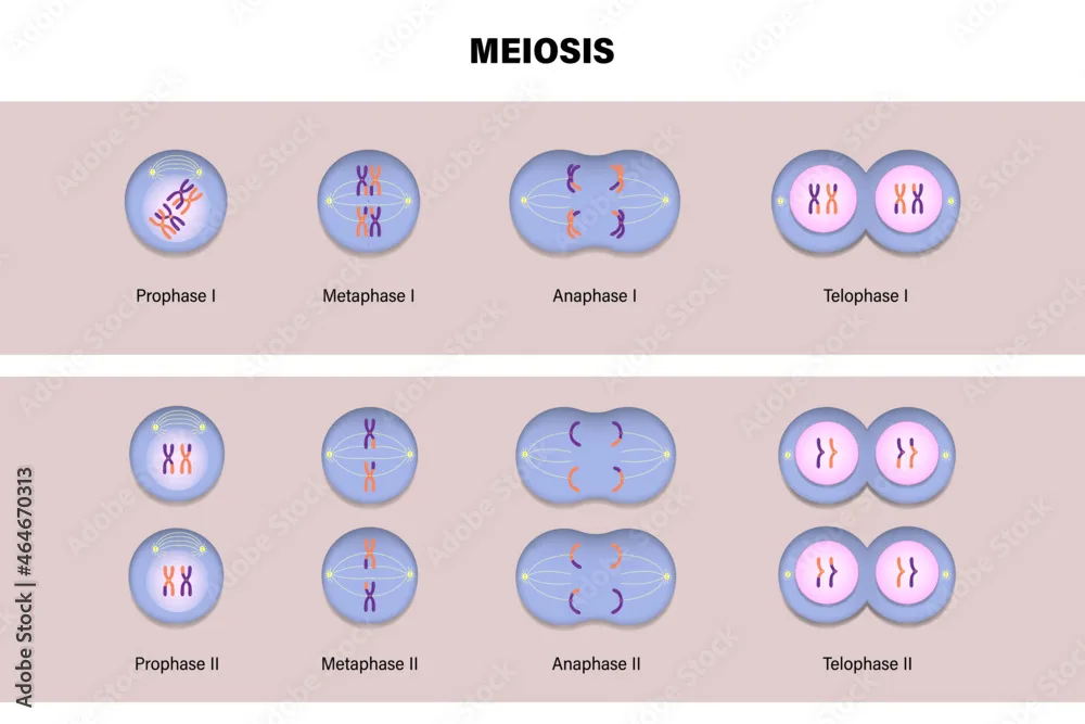 Meiotic Division Of An Animal Cell Diagram Of Meiosis Prophase Metaphase Anaphase And