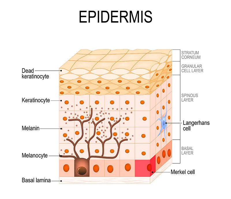 Melanocytes And Melanin