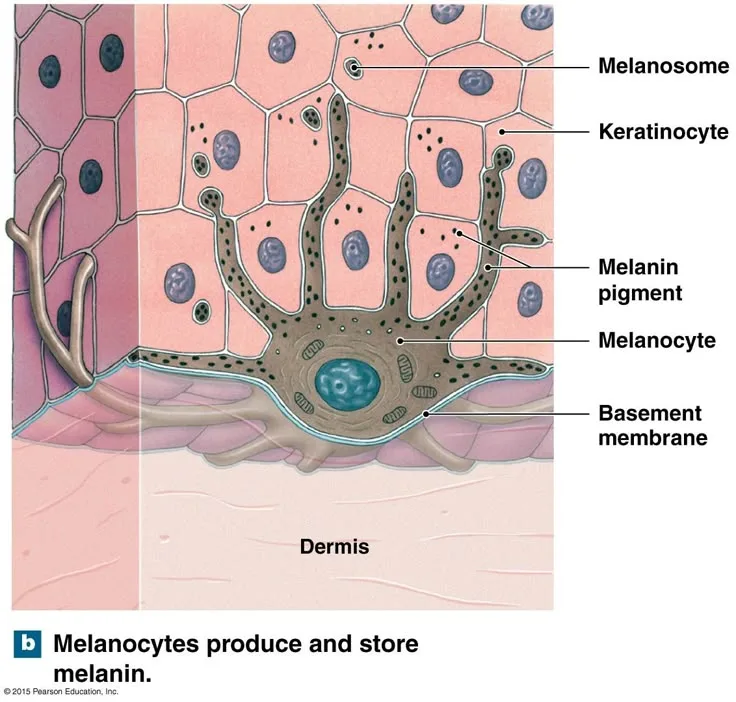 Melanocytes And Melanin Anatomy And Physiology Skin Anatomy Skin Aesthetics